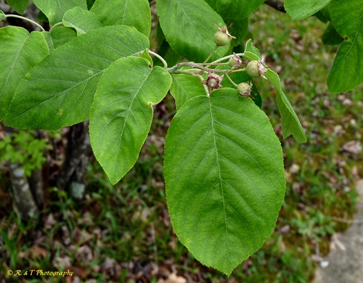 {Amelanchier alabamensis}